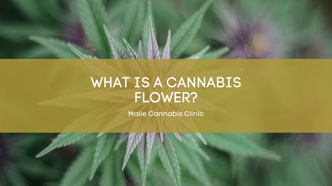 What Is a Cannabis Flower?